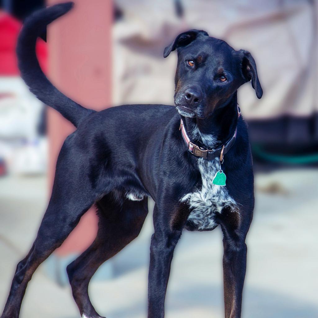 Gunner, an adoptable Pointer, Labrador Retriever in Wichita, KS, 67208 | Photo Image 1