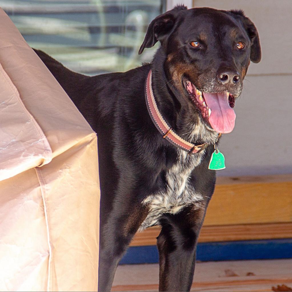 Gunner, an adoptable Pointer, Labrador Retriever in Wichita, KS, 67208 | Photo Image 3