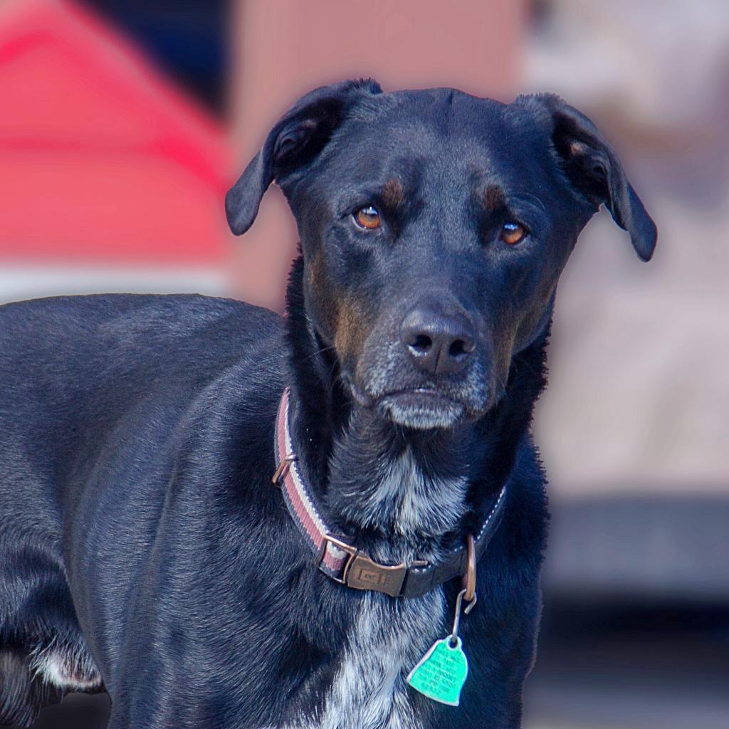 Gunner, an adoptable Pointer, Labrador Retriever in Wichita, KS, 67208 | Photo Image 4