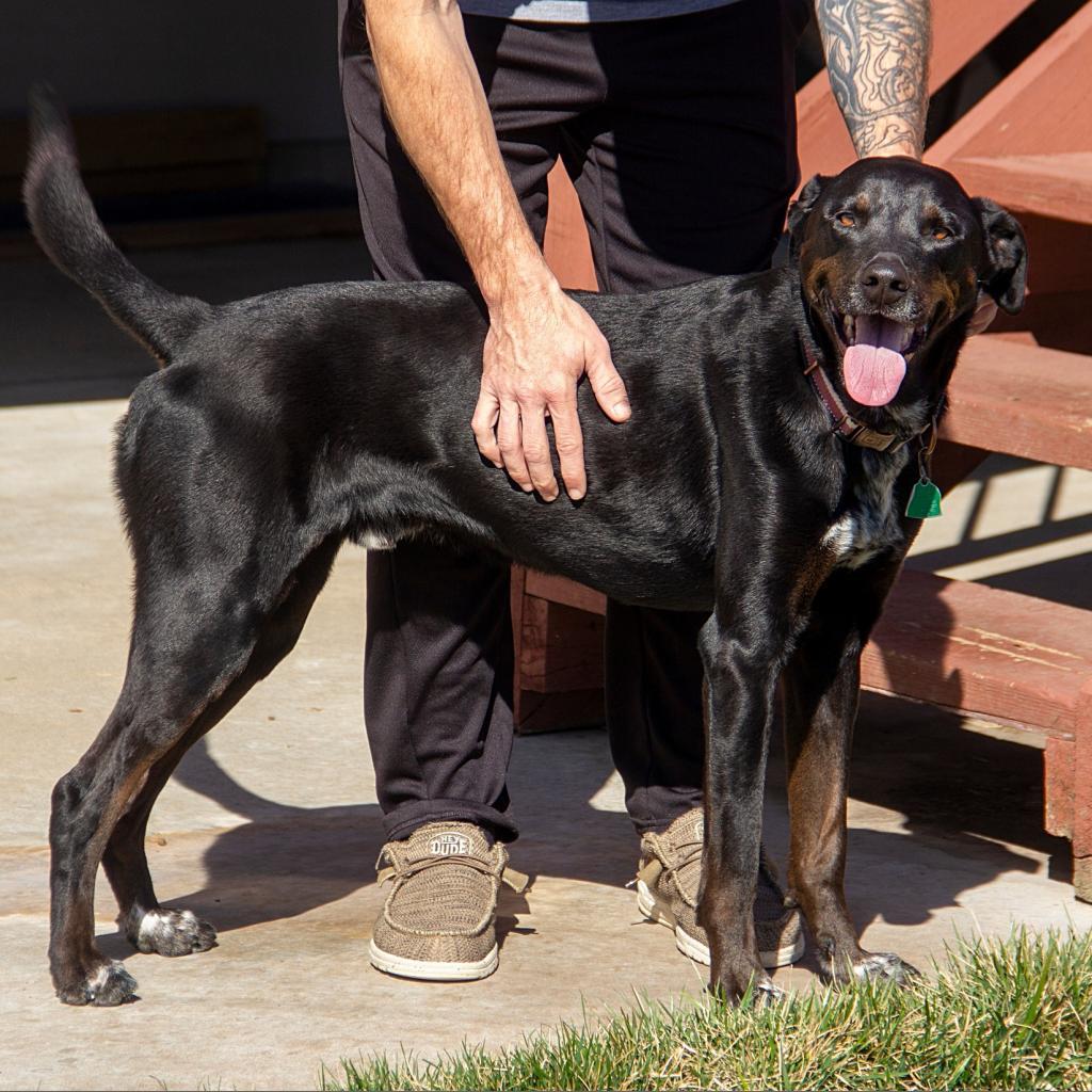 Gunner, an adoptable Pointer, Labrador Retriever in Wichita, KS, 67208 | Photo Image 5