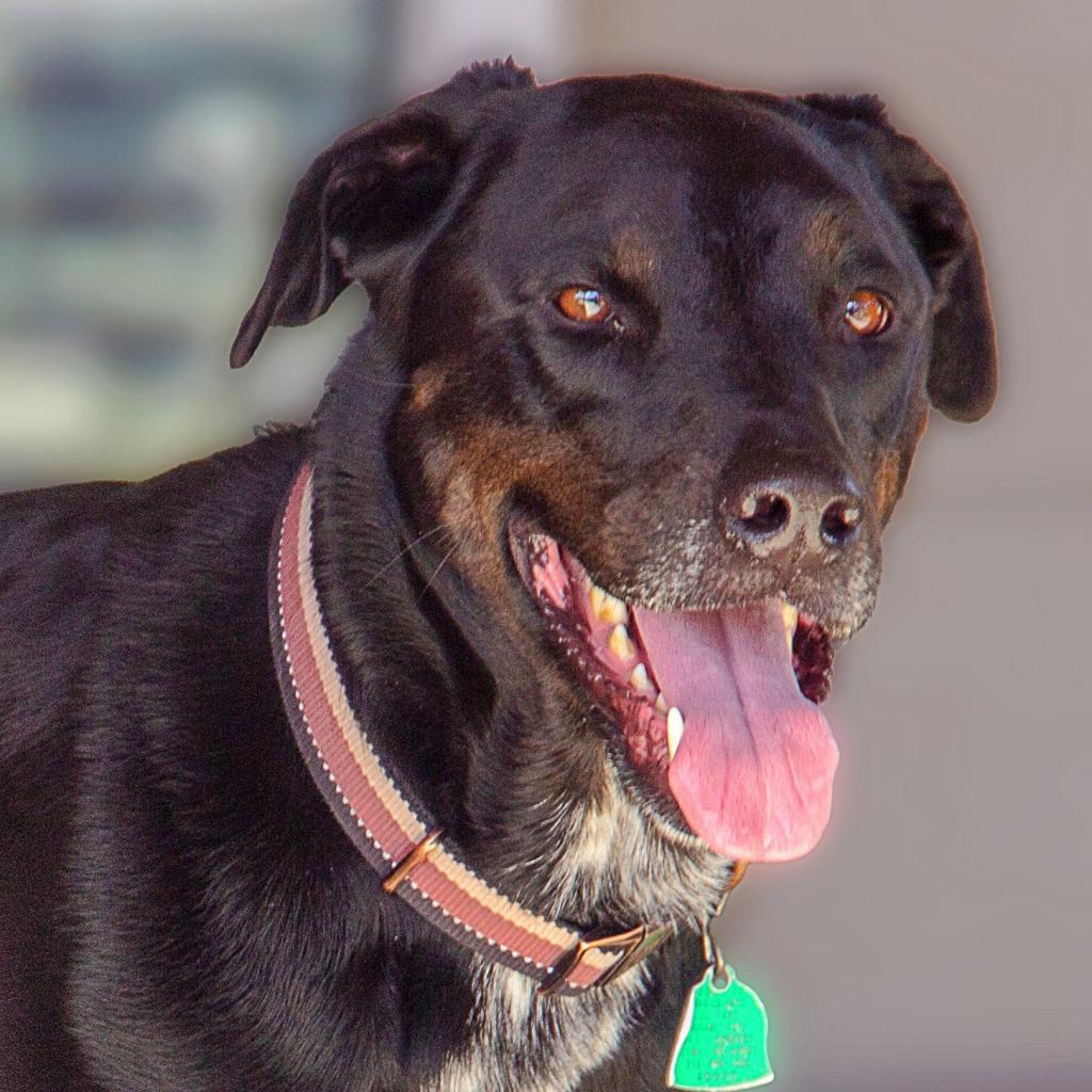 Gunner, an adoptable Pointer, Labrador Retriever in Wichita, KS, 67208 | Photo Image 6