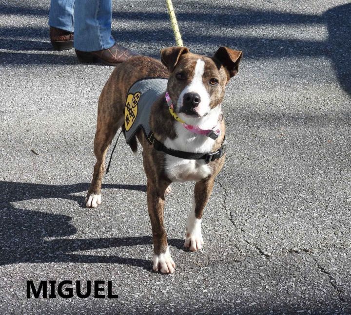 Miguel, an adoptable Labrador Retriever & Plott Hound Mix in Washington, GA_image-2