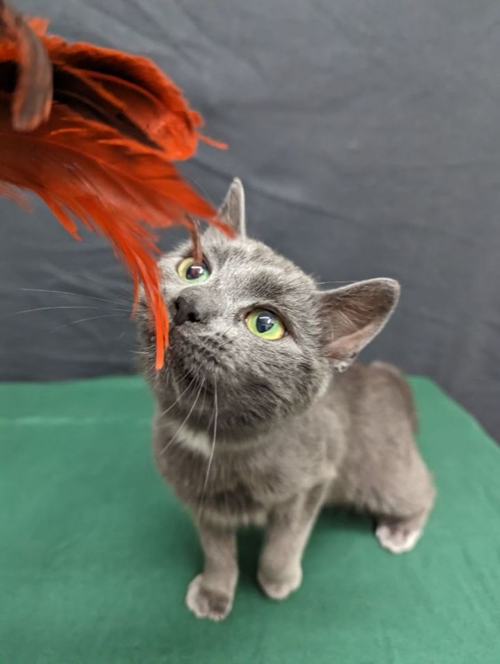 Daphne, an adoptable Domestic Short Hair Mix in Neillsville, WI_image-2