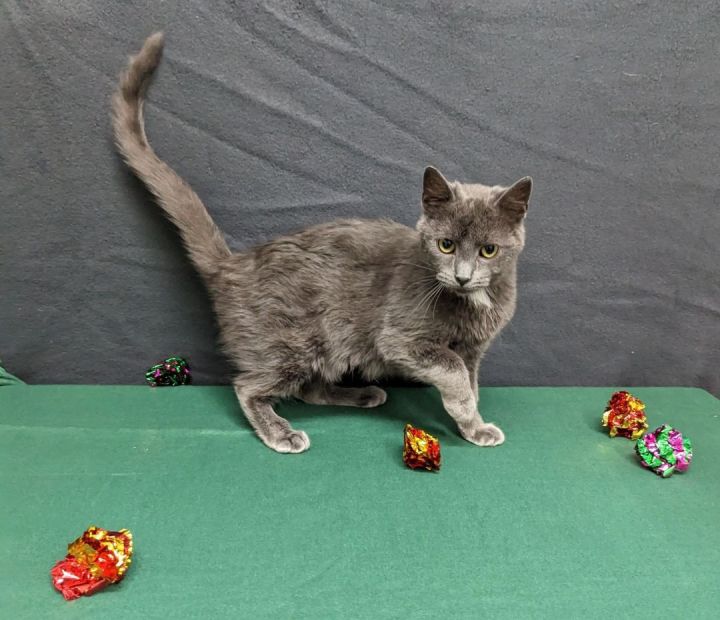 Daphne, an adoptable Domestic Short Hair Mix in Neillsville, WI_image-4
