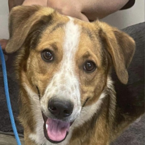 REGGIE, an adoptable Hound, Mixed Breed in Union City, PA, 16438 | Photo Image 1