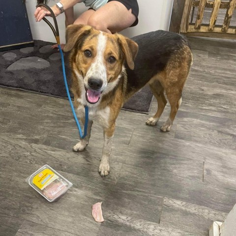 REGGIE, an adoptable Hound, Mixed Breed in Union City, PA, 16438 | Photo Image 2