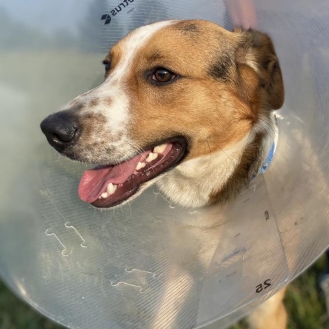 REGGIE, an adoptable Hound, Mixed Breed in Union City, PA, 16438 | Photo Image 3