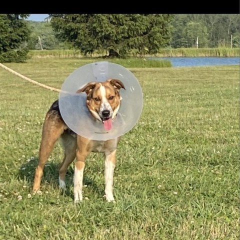 REGGIE, an adoptable Hound, Mixed Breed in Union City, PA, 16438 | Photo Image 4