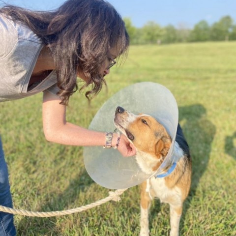 REGGIE, an adoptable Hound, Mixed Breed in Union City, PA, 16438 | Photo Image 6