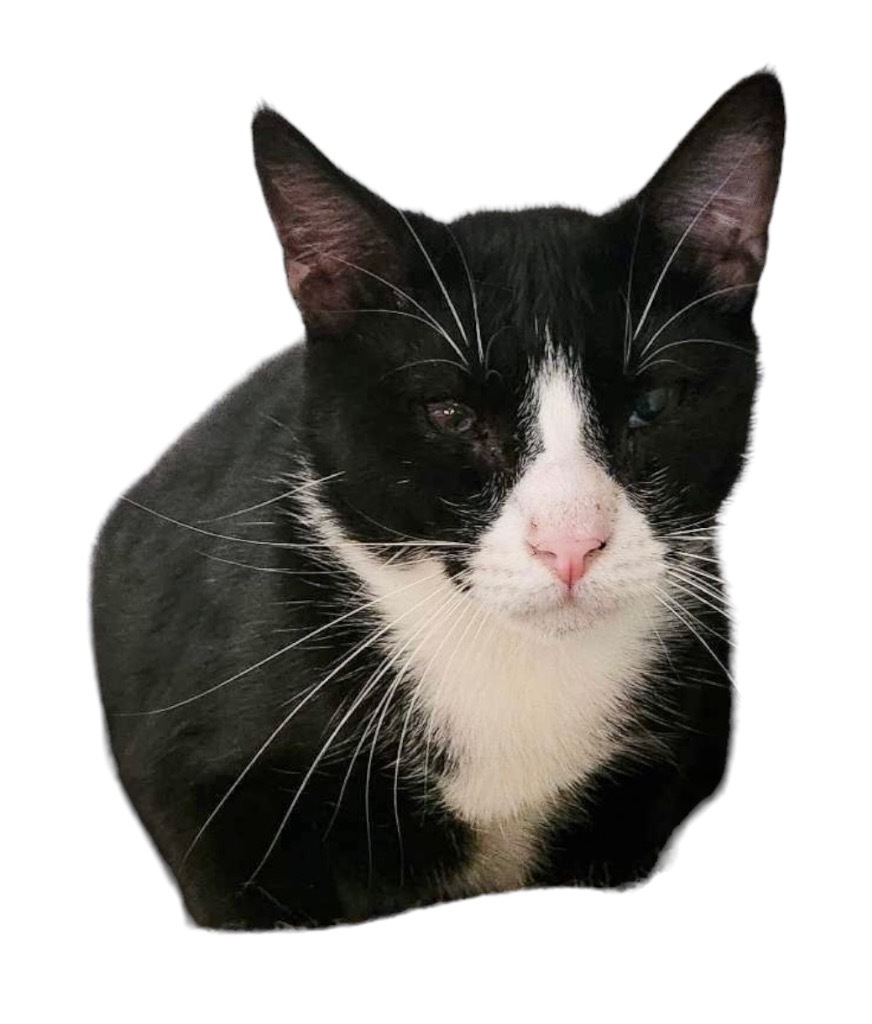 Swag, an adoptable Domestic Short Hair in Nashville, GA, 31639 | Photo Image 1