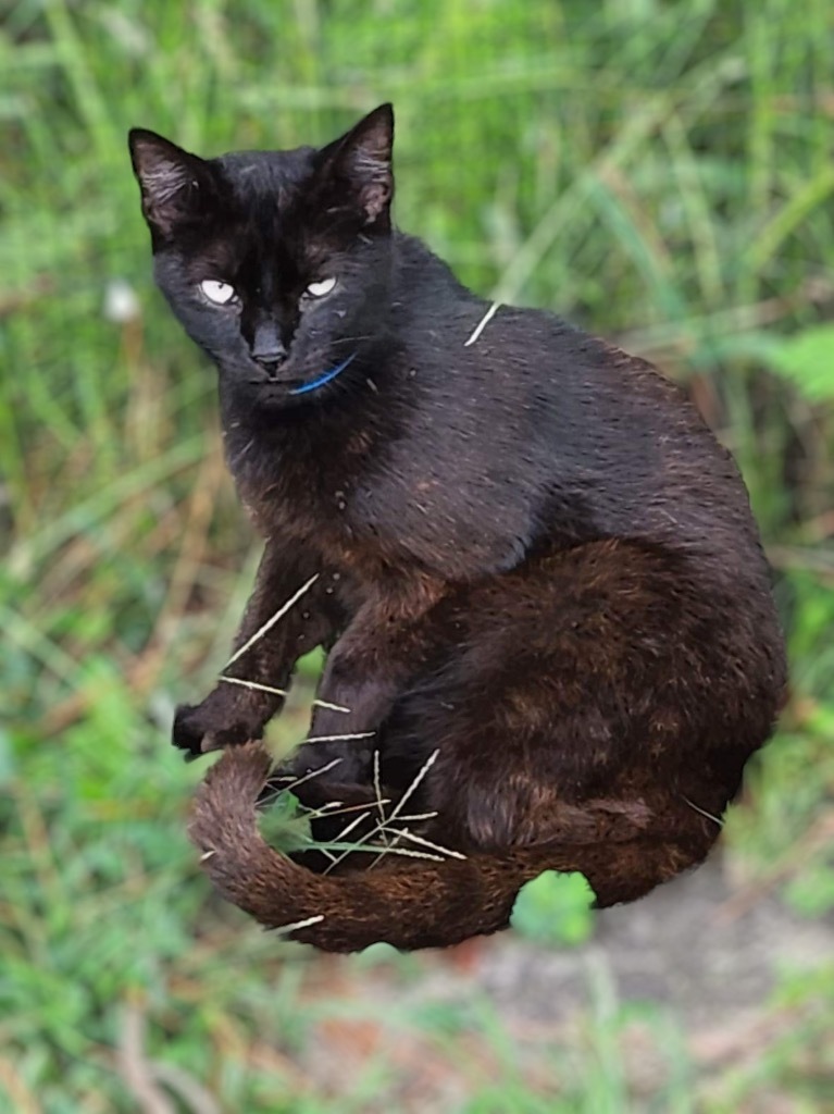 Mickey, an adoptable Domestic Short Hair, Bombay in Nashville, GA, 31639 | Photo Image 1