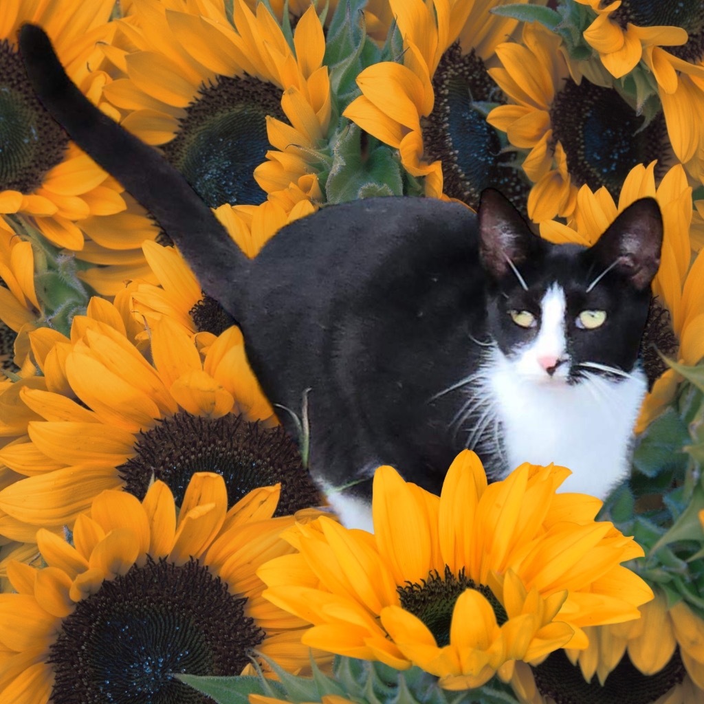 Treasure, an adoptable Domestic Short Hair in Nashville, GA, 31639 | Photo Image 2