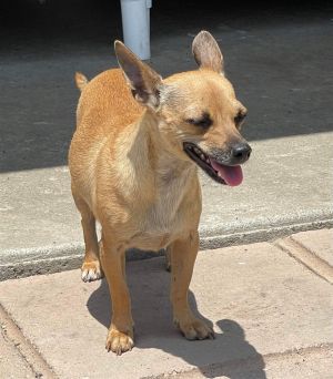 Billie Chihuahua Dog