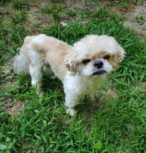 Senior shih 2024 tzu adoption