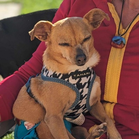 Clarita, an adoptable Chihuahua, Mixed Breed in Bend, OR, 97702 | Photo Image 4