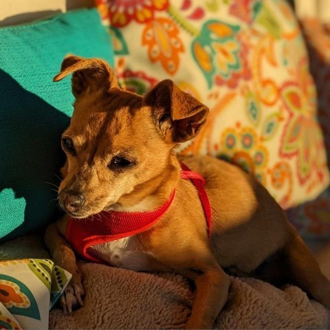 Clarita, an adoptable Chihuahua, Mixed Breed in Bend, OR, 97702 | Photo Image 5