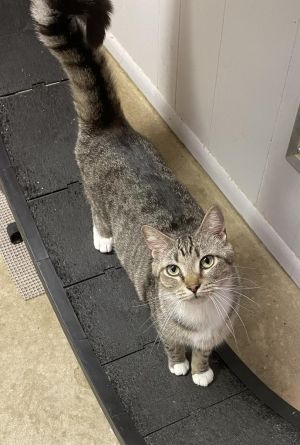 Rapscallion, Adult Male Domestic Short Hair
