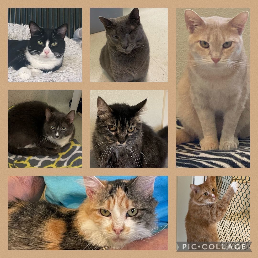 Just a few sweet adoptable faces at FOS