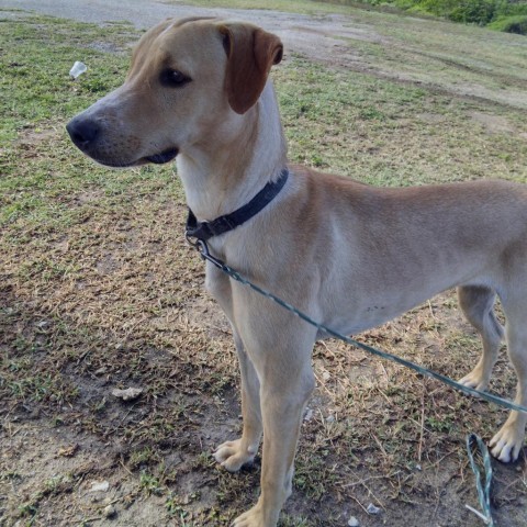 Pluto, an adoptable Mixed Breed in Vieques, PR, 00765 | Photo Image 1
