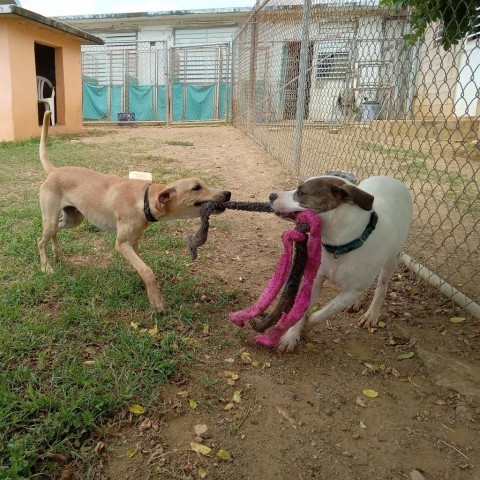Pluto, an adoptable Mixed Breed in Vieques, PR_image-2