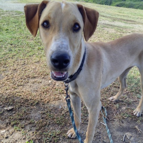 Pluto, an adoptable Mixed Breed in Vieques, PR, 00765 | Photo Image 5