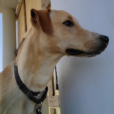 Pluto, an adoptable Mixed Breed in Vieques, PR, 00765 | Photo Image 6