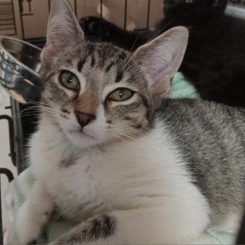 Minette 1