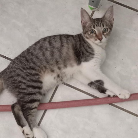Minette, an adoptable Domestic Short Hair in Vieques, PR_image-5