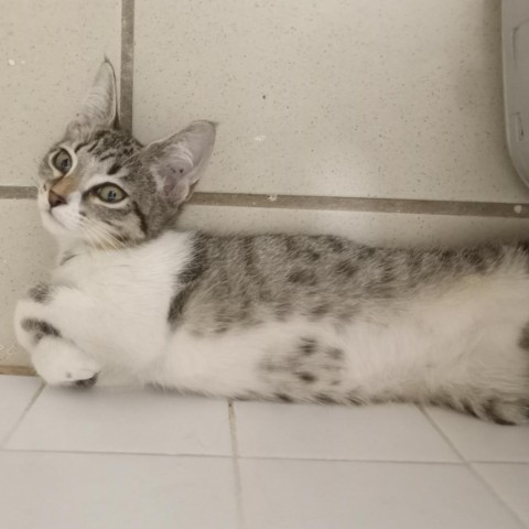 Minette, an adoptable Domestic Short Hair in Vieques, PR_image-6