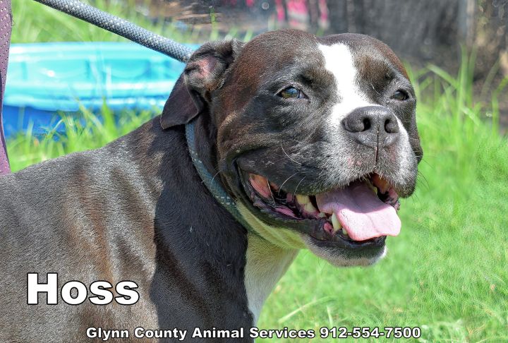 HOSS 4