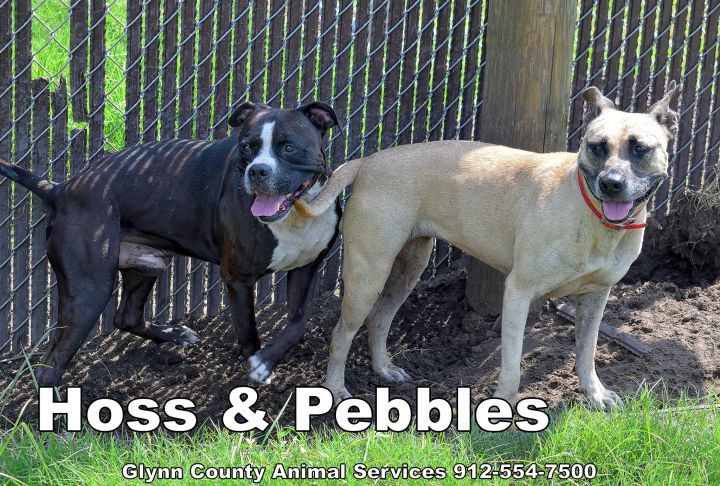 HOSS, an adoptable Boxer & American Bulldog Mix in Brunswick, GA_image-6