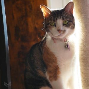 Laney, Adult Female Domestic Short Hair