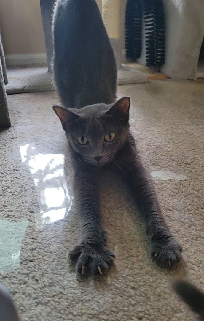 Cat for adoption - Aspen, a Russian Blue in CLINTON TOWNSHIP, MI