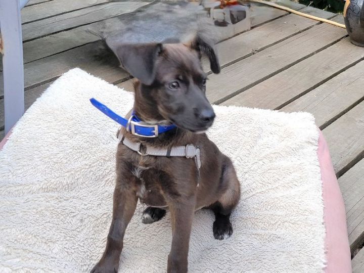 YUMI - puppy of PERLA  3