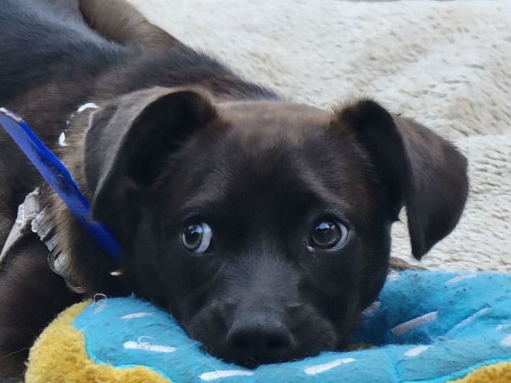 YUMI - puppy of PERLA , an adoptable Labrador Retriever & Australian Kelpie Mix in Eastsound, WA_image-1