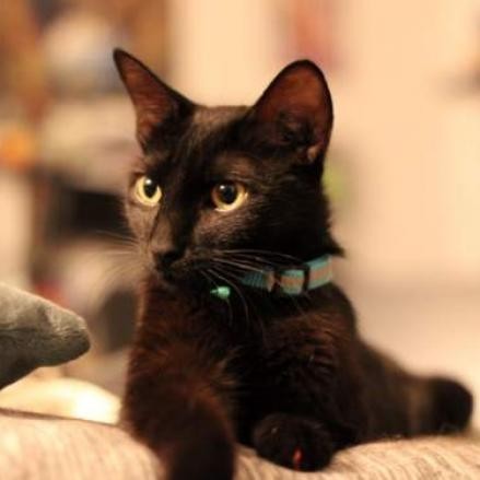 Peekaboo, an adoptable Domestic Short Hair in Denison, TX, 75021 | Photo Image 1