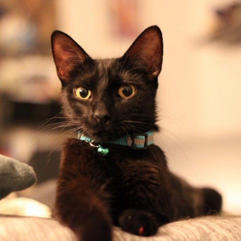 Peekaboo, an adoptable Domestic Short Hair in Denison, TX, 75021 | Photo Image 2