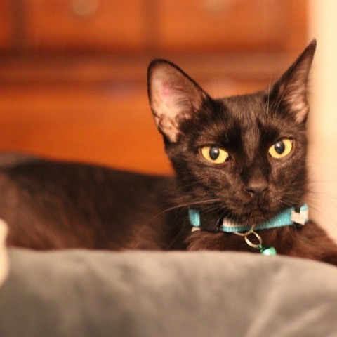 Peekaboo, an adoptable Domestic Short Hair in Denison, TX, 75021 | Photo Image 3