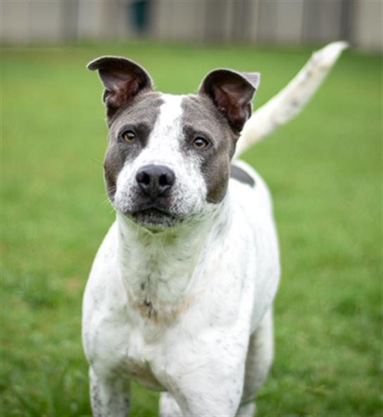 BAMBINO, an adoptable Catahoula Leopard Dog Mix in Haw River, NC_image-1