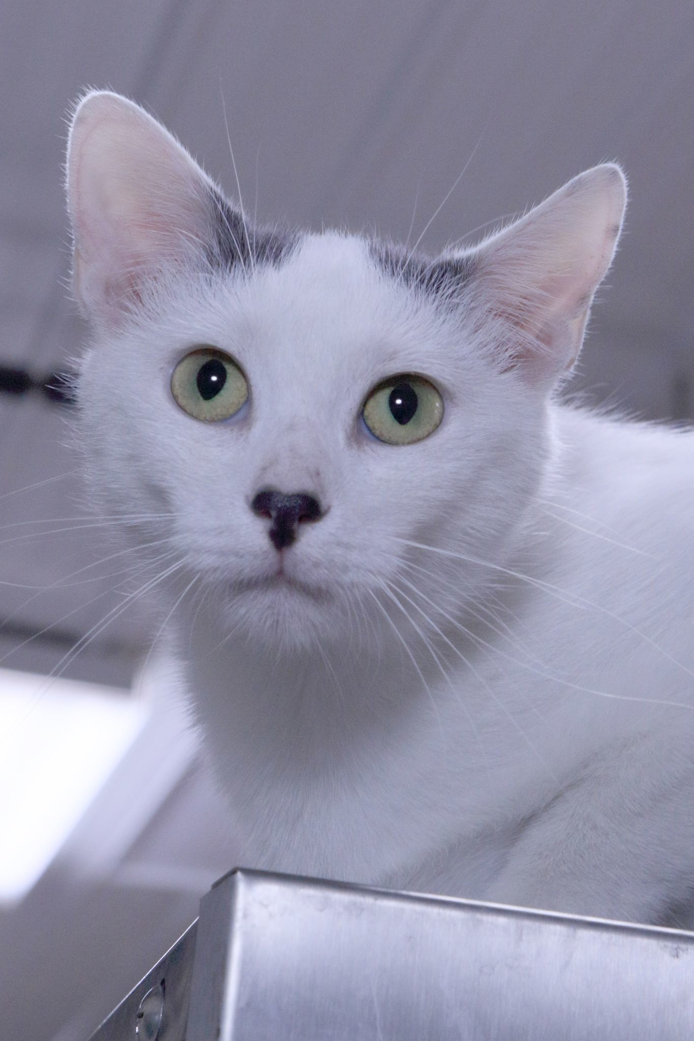 Yolanda, an adoptable Domestic Short Hair in Austin, MN, 55912 | Photo Image 1