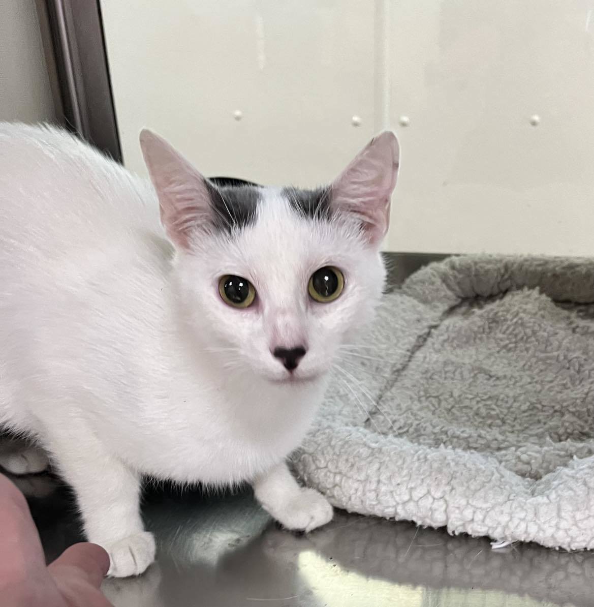 Yolanda, an adoptable Domestic Short Hair in Austin, MN, 55912 | Photo Image 2