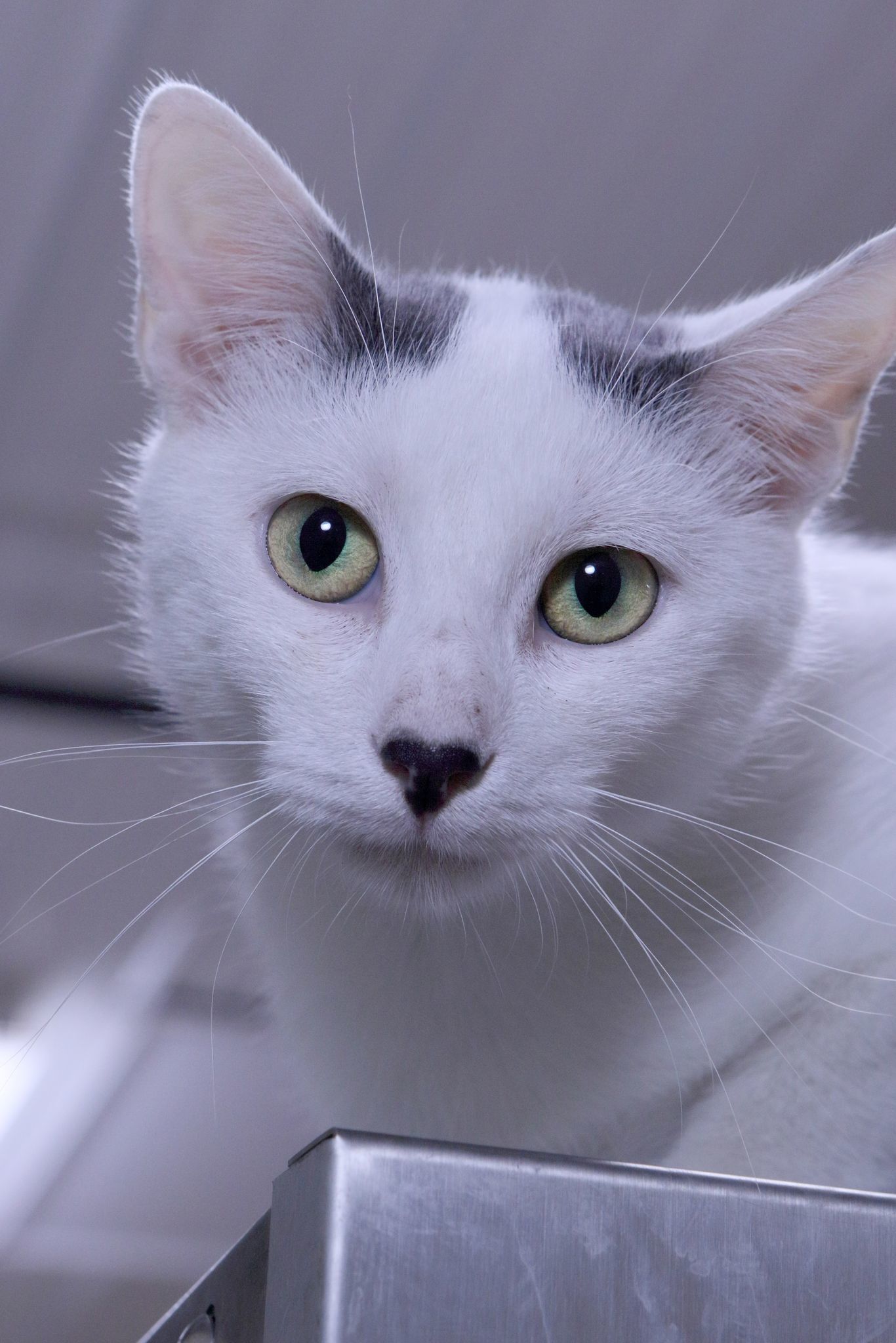 Yolanda, an adoptable Domestic Short Hair in Austin, MN, 55912 | Photo Image 3