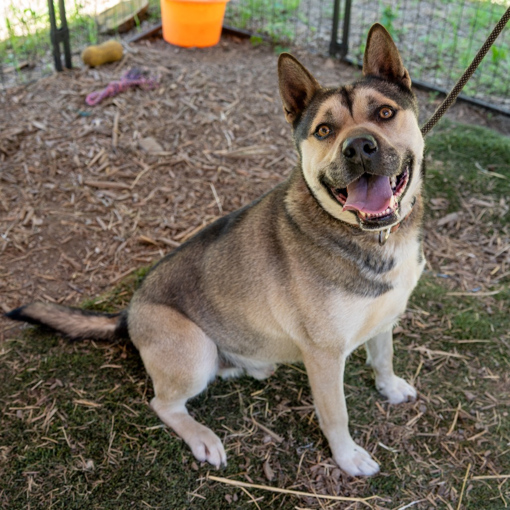 BUDDY, an adoptable German Shepherd Dog, Siberian Husky in Point Richmond, CA, 94801 | Photo Image 1
