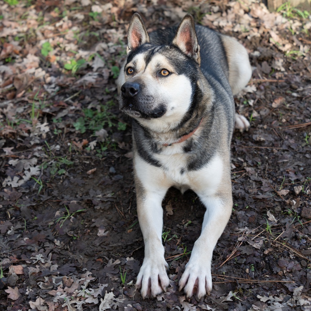 BUDDY, an adoptable German Shepherd Dog, Siberian Husky in Point Richmond, CA, 94801 | Photo Image 2