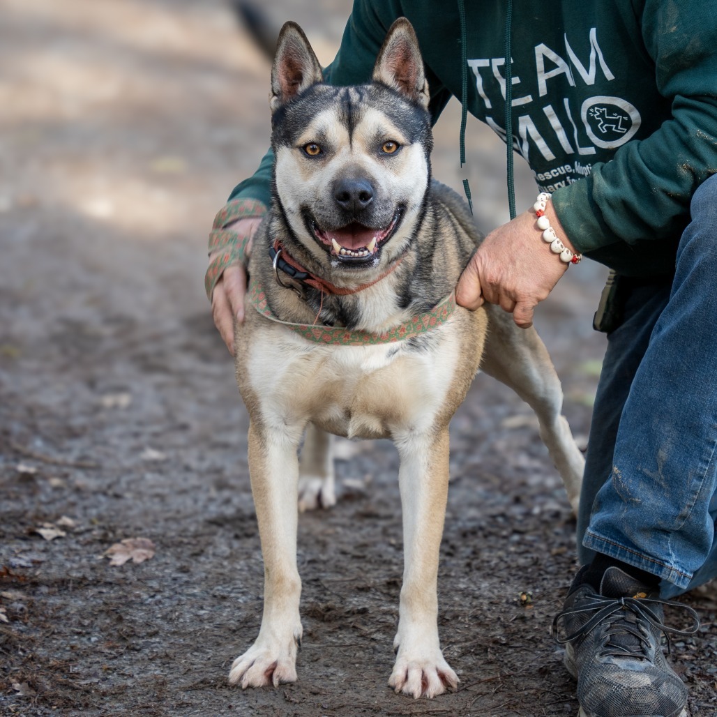 BUDDY, an adoptable German Shepherd Dog, Siberian Husky in Point Richmond, CA, 94801 | Photo Image 3