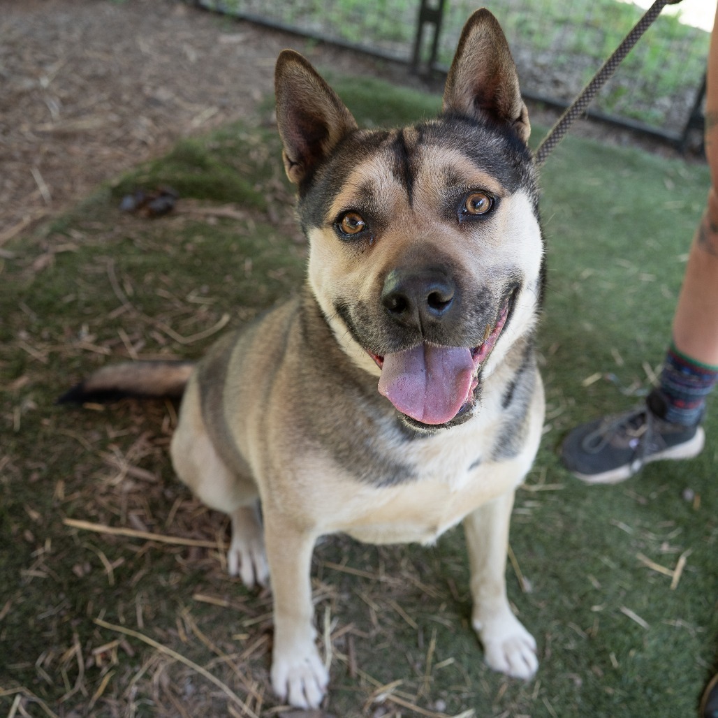 BUDDY, an adoptable German Shepherd Dog, Siberian Husky in Point Richmond, CA, 94801 | Photo Image 4