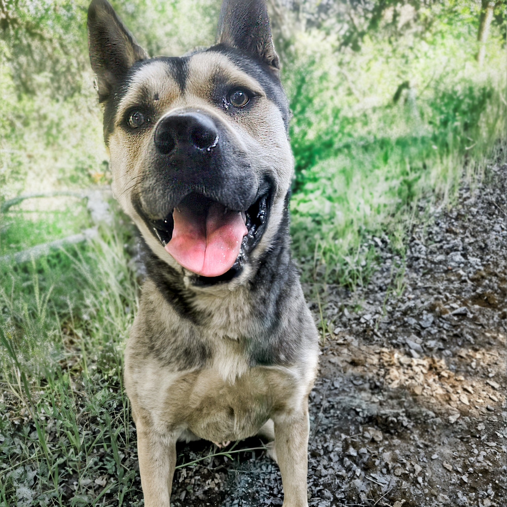 BUDDY, an adoptable German Shepherd Dog, Siberian Husky in Point Richmond, CA, 94801 | Photo Image 5