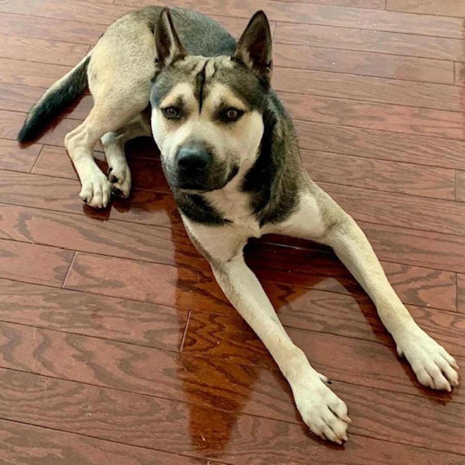 BUDDY, an adoptable German Shepherd Dog, Siberian Husky in Point Richmond, CA, 94801 | Photo Image 6