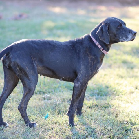 Sadie, an adoptable Black Labrador Retriever, Mixed Breed in Natchitoches, LA, 71457 | Photo Image 1