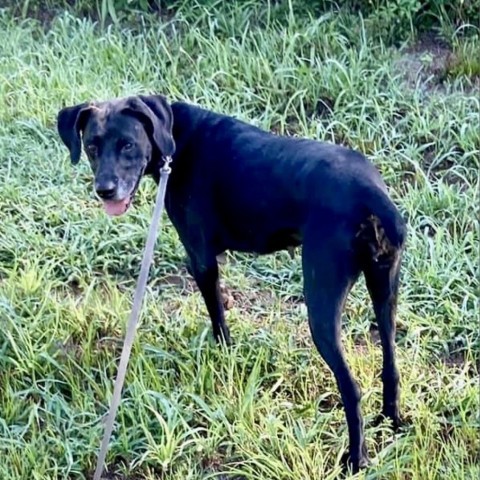 Sadie, an adoptable Black Labrador Retriever, Mixed Breed in Natchitoches, LA, 71457 | Photo Image 2